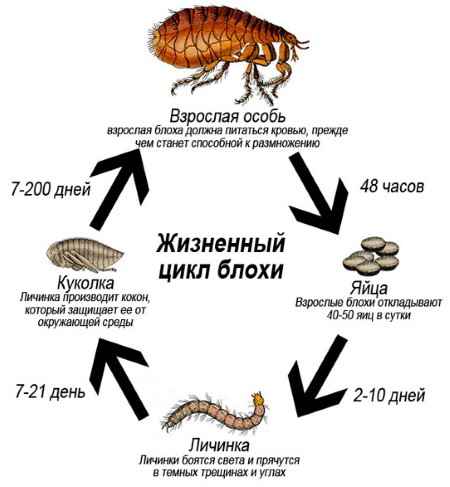 На фото описано внешнее строение блох